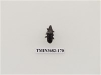 藏品(鞘翅目(2))的圖片